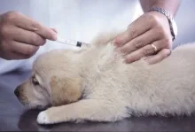 Veterinarul Pet Shop Braila