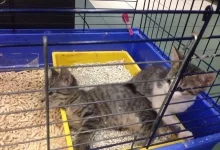 Veterinarul Pet Shop Piranya Atrium