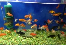 Veterinarul Pet Shop Piranya Atrium