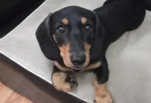 Veterinarul Frizerie-Coafura Animale  - Oradea
