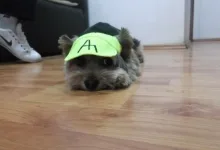 Veterinarul Frizerie-Coafura Animale  - Oradea