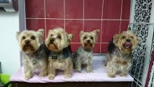 Veterinarul Frizerie-Coafura Animale  - Oradea