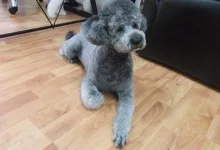 Veterinarul Frizerie-Coafura Animale  - Oradea