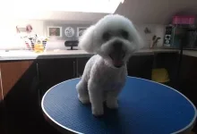Veterinarul Frizerie-Coafura Animale  - Oradea