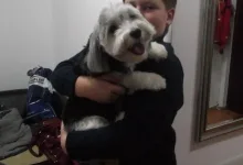Veterinarul Frizerie-Coafura Animale  - Oradea