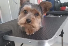 Veterinarul Salon frizerie Canina si Felina Floresti Laci's Grooming Salon