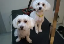 Veterinarul Salon frizerie Canina si Felina Floresti Laci's Grooming Salon