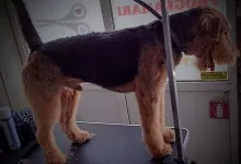 Veterinarul Salon frizerie Canina si Felina Floresti Laci's Grooming Salon