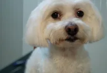 Veterinarul Salon frizerie Canina si Felina Floresti Laci's Grooming Salon