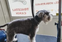 Veterinarul Salon frizerie Canina si Felina Floresti Laci's Grooming Salon