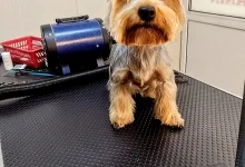 Veterinarul Salon frizerie Canina si Felina Floresti Laci's Grooming Salon