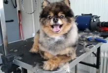 Veterinarul Salon frizerie Canina si Felina Floresti Laci's Grooming Salon