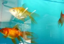 Veterinarul TRIL PET SHOP Zalau