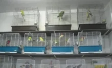 Veterinarul Zoo Hobby